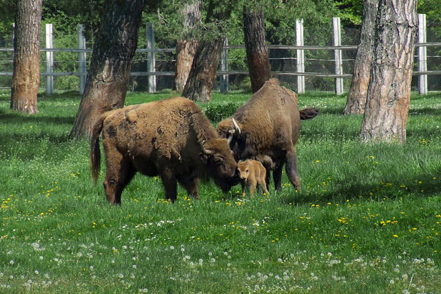 European Bison Reservation